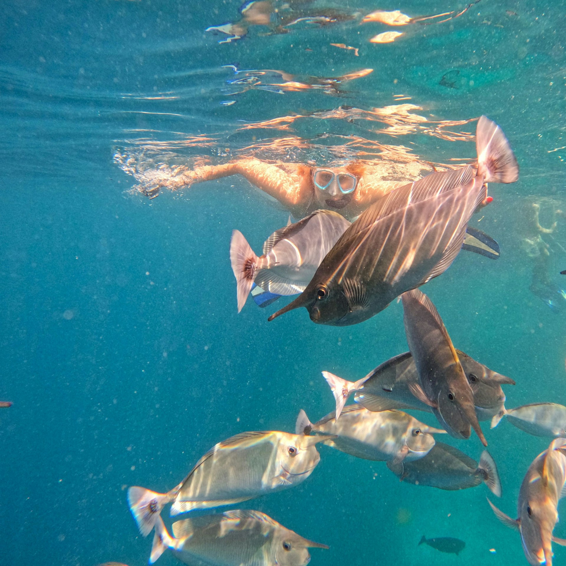 Snorkelling tour with clear water and tropical fish