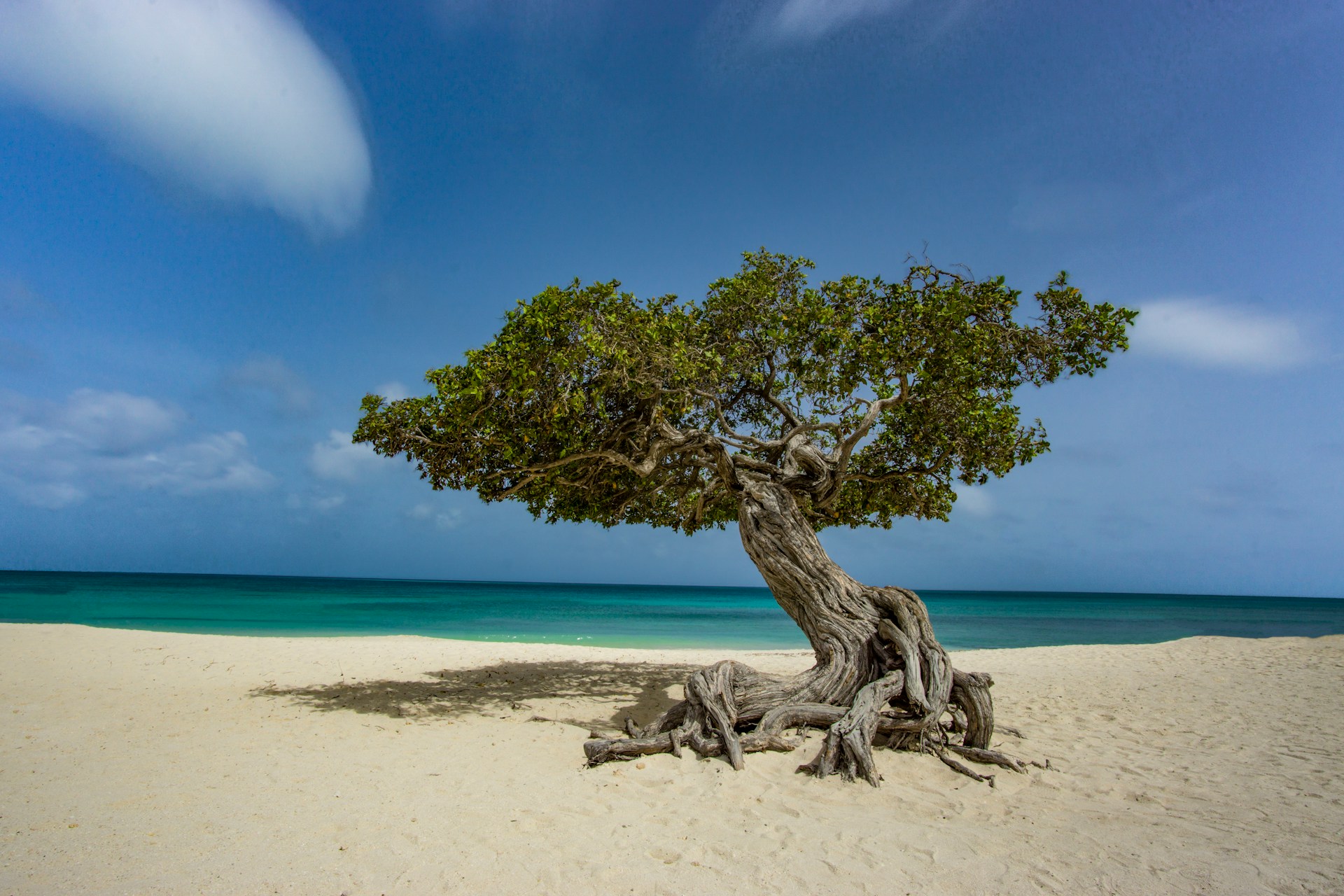 Eagle Beach Aruba one of the Caribbean's most famous beaches